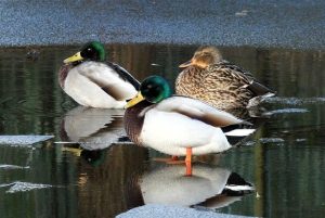 Com utilitzar la reverberació en la producció musical